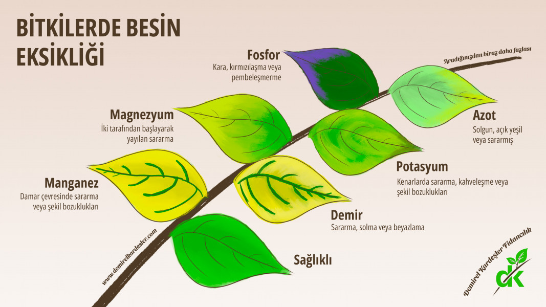 Bitkilerde Besin Eksikliklerini Teşhis Etme Rehberi