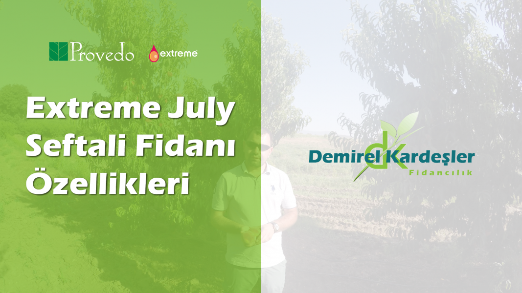 Provedo Extreme July Fidanı Tanıtımı