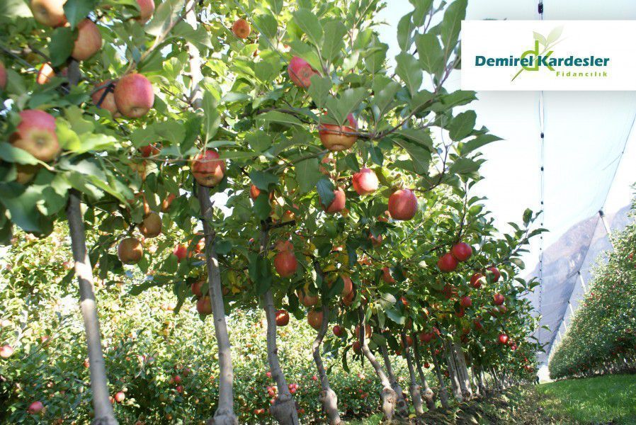 Advantages of Dwarf Fruit Tree Orchards