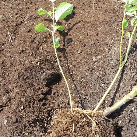 Apple Rootstocks