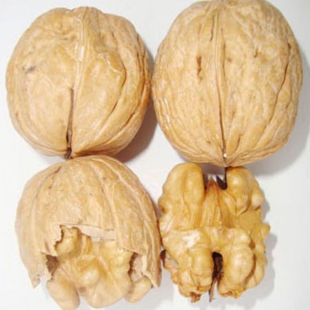 Walnut