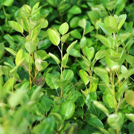 Pear Rootstocks