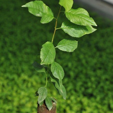 Plum Rootstocks