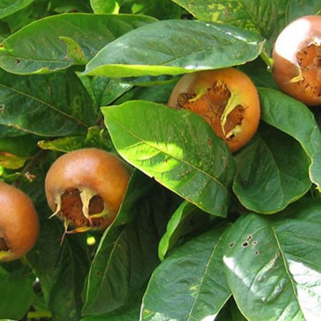 Medlar