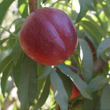 Nectarine