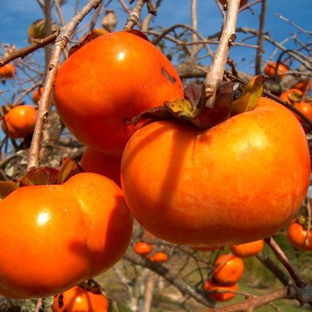 Persimmon