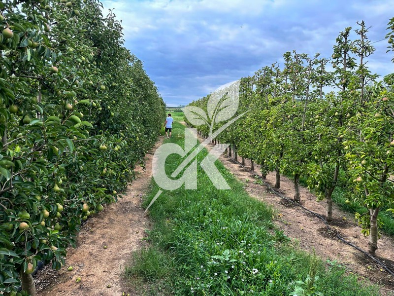 Weed Control in Orchards