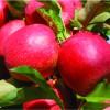 Cripps Pink