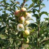 Golden Delicious