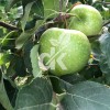 Granny Smith