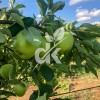Granny Smith