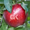 Scarlet Spur