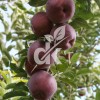 Scarlet Spur