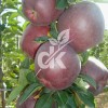 Scarlet Spur