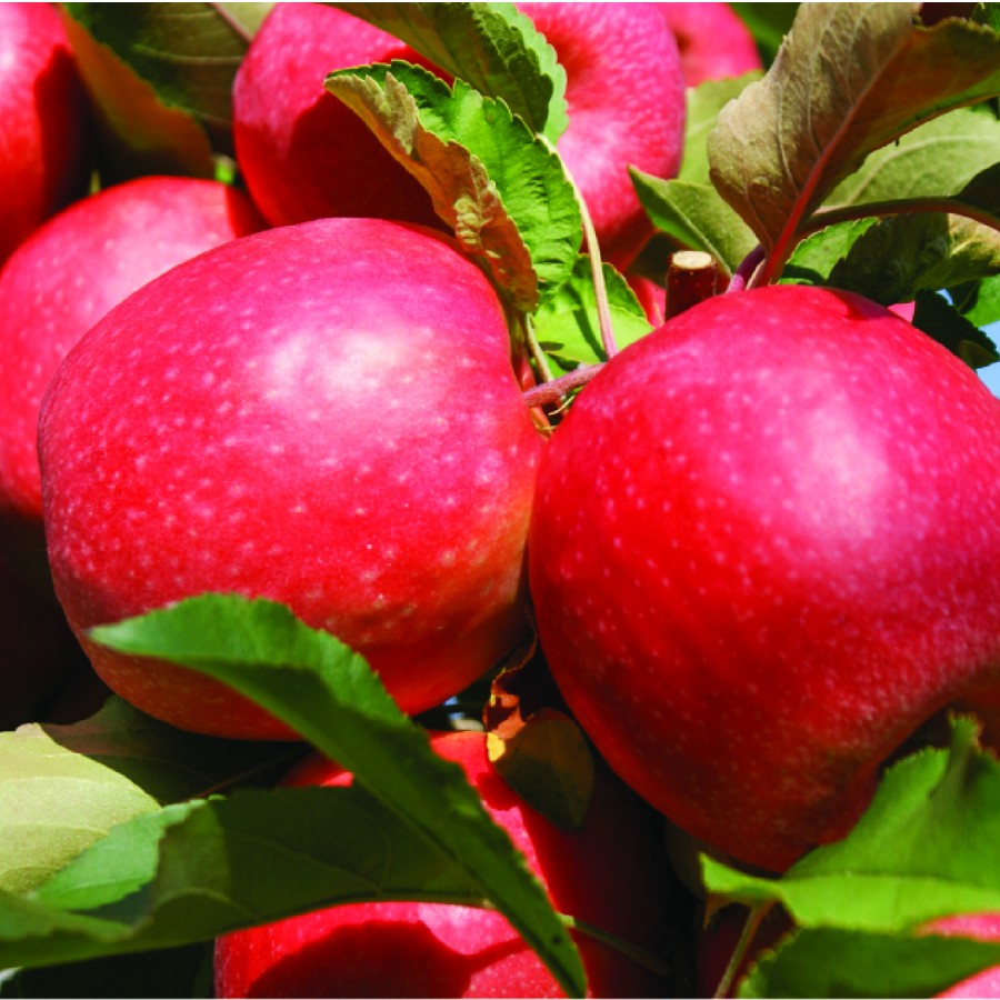 Cripps Pink