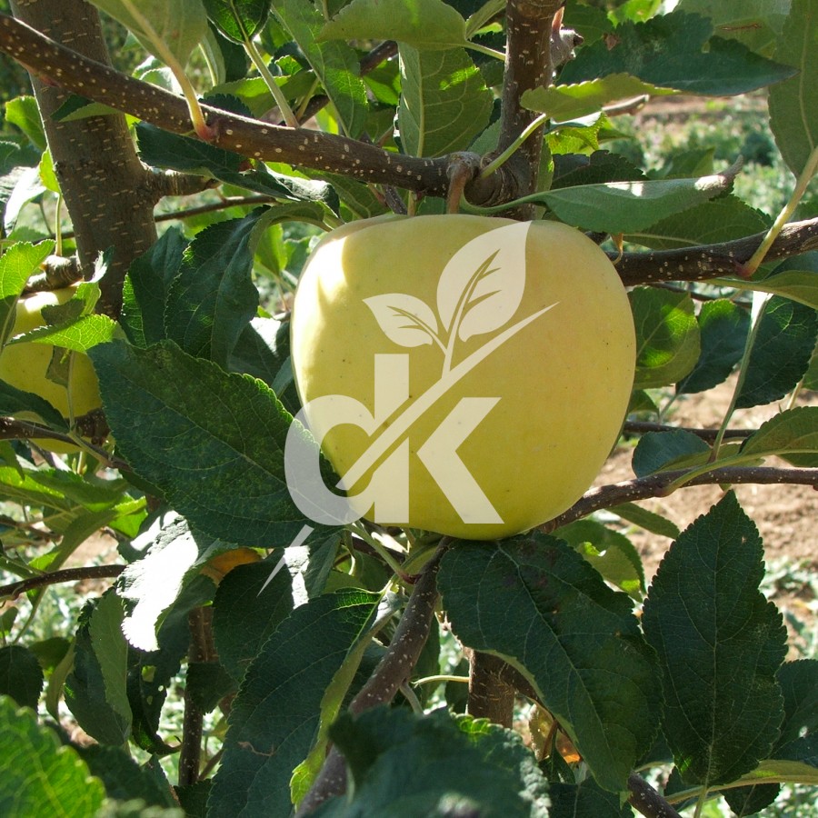 Golden Delicious
