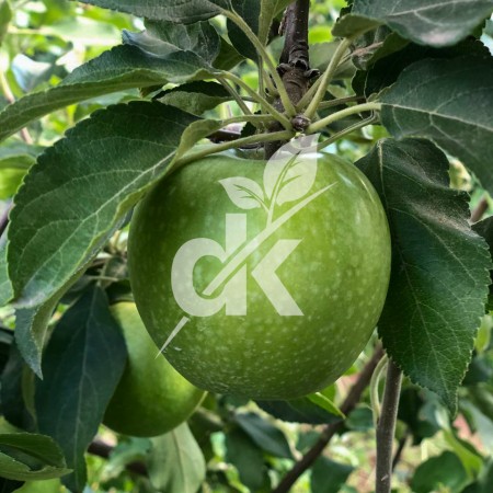 Granny Smith Challenger