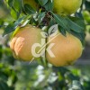 Deveci
