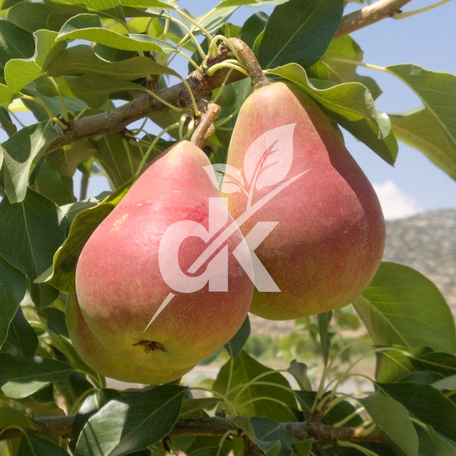Etruşka