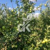 Granny Smith
