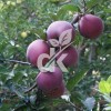 Scarlet Spur
