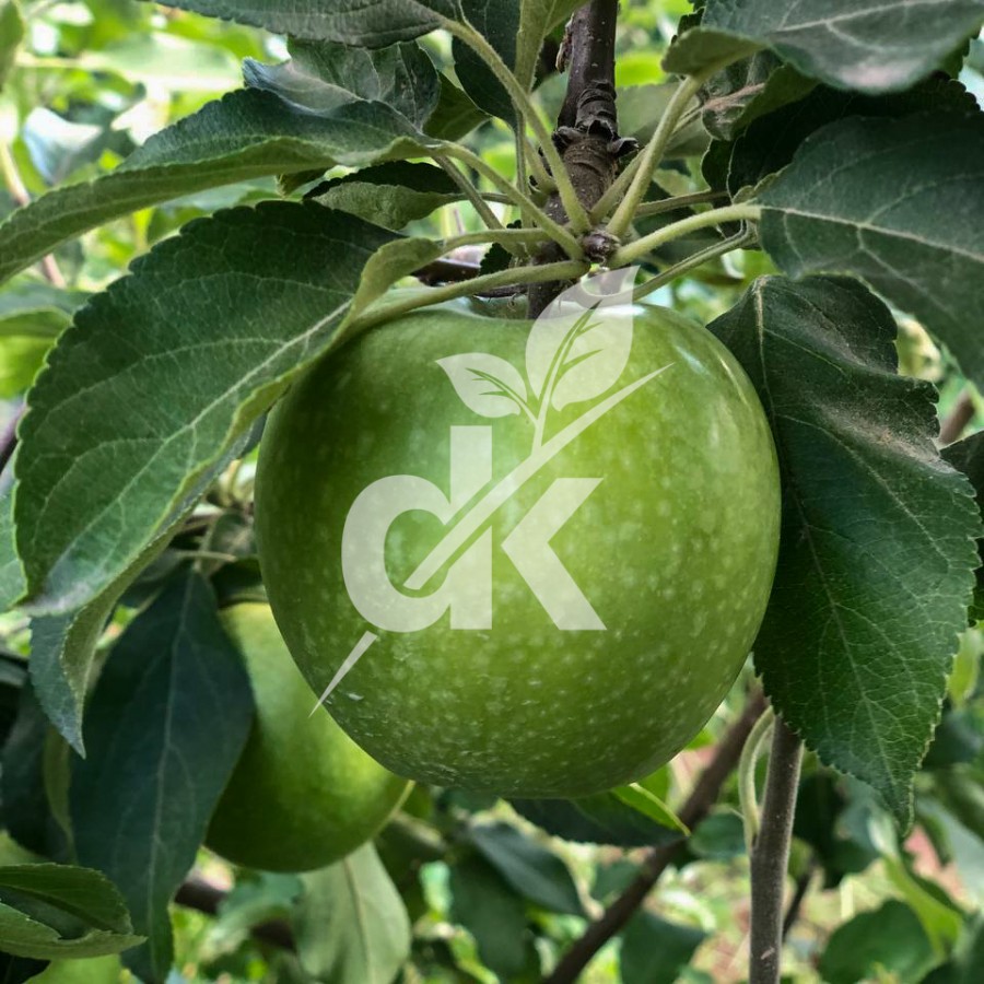 Granny Smith Challenger