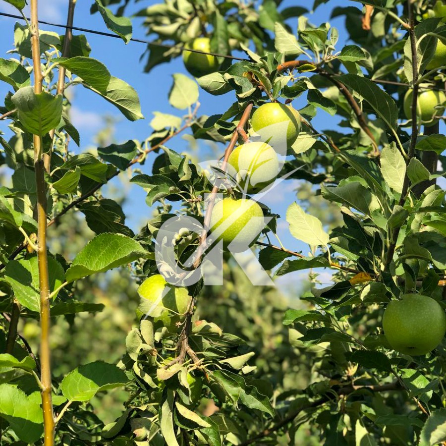 Granny Smith Challenger
