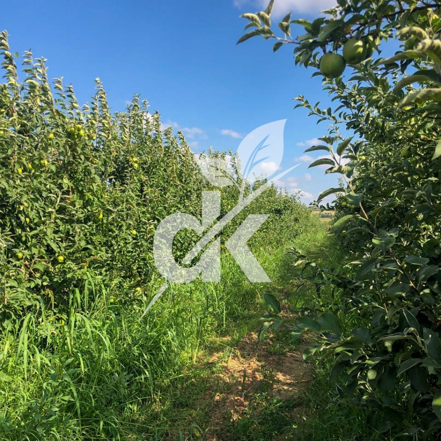 Granny Smith Challenger