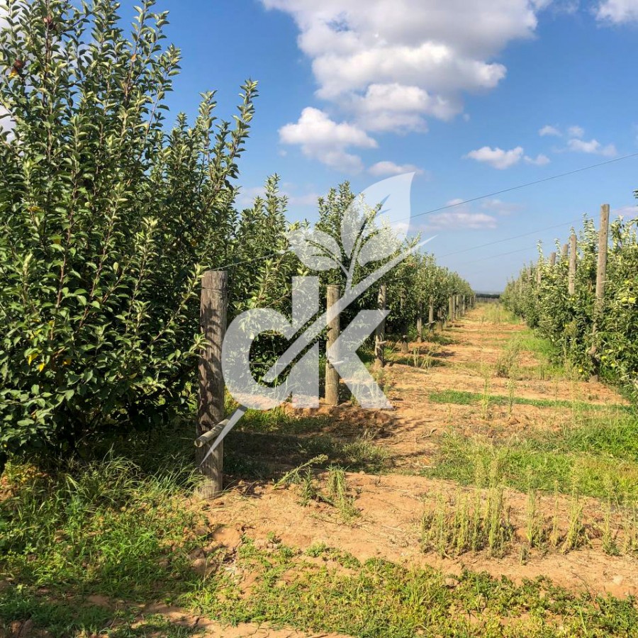 Granny Smith Challenger