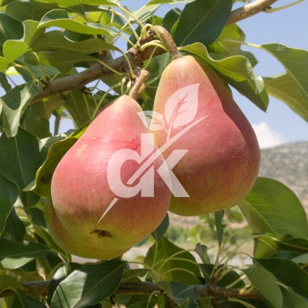 Etruşka