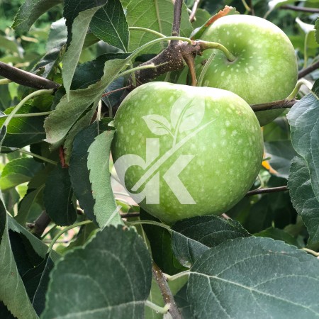 Granny Smith