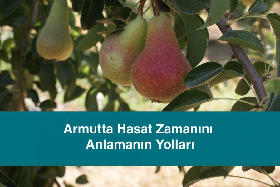 Armutta Hasat Zamanını Anlamanın Yolları