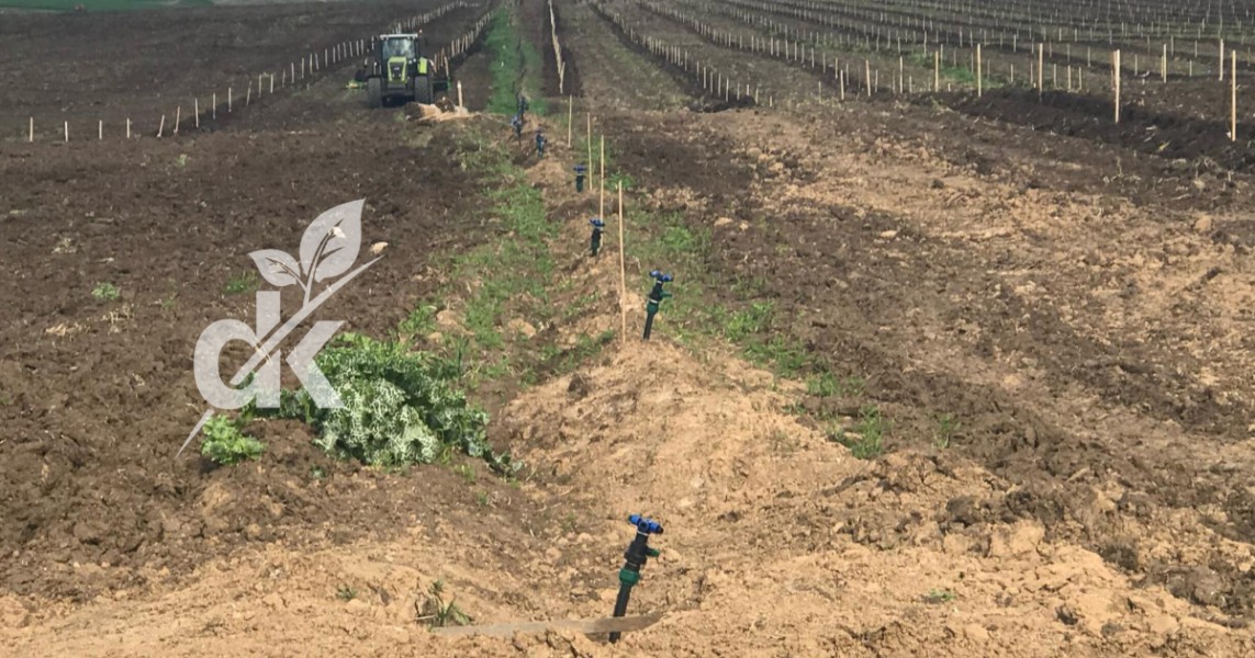 Yazın Meyve Ağaçlarında Su Yönetimi