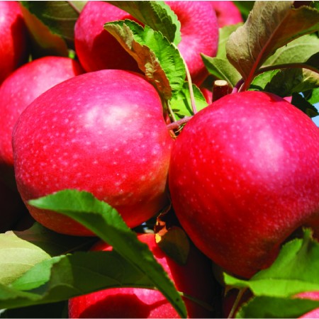 Cripps Pink