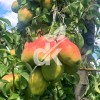 Санта Мариа